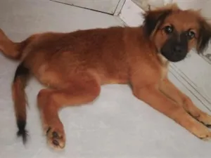 Cachorro raça SRD-ViraLata idade 2 a 6 meses nome Max