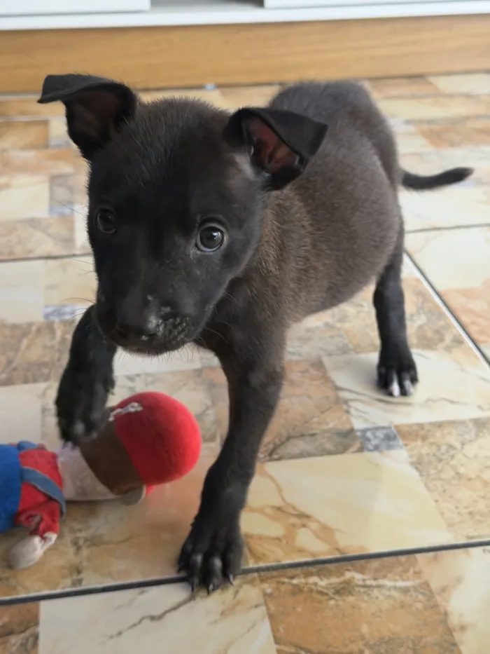 Cachorro raça SRD-ViraLata idade Abaixo de 2 meses nome Fred