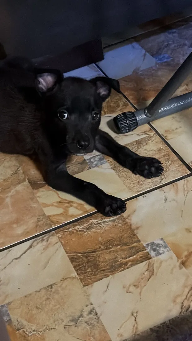 Cachorro raça SRD-ViraLata idade Abaixo de 2 meses nome Fred