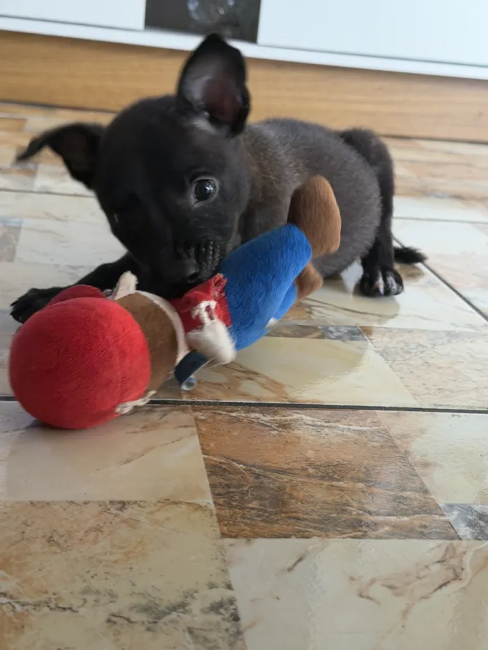 Cachorro raça SRD-ViraLata idade Abaixo de 2 meses nome Fred