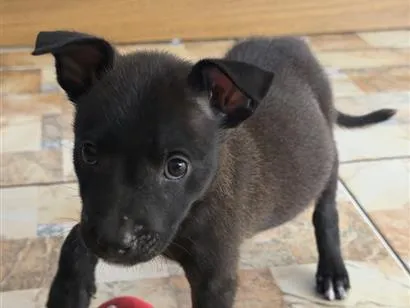 Cachorro raça SRD-ViraLata idade Abaixo de 2 meses nome Fred