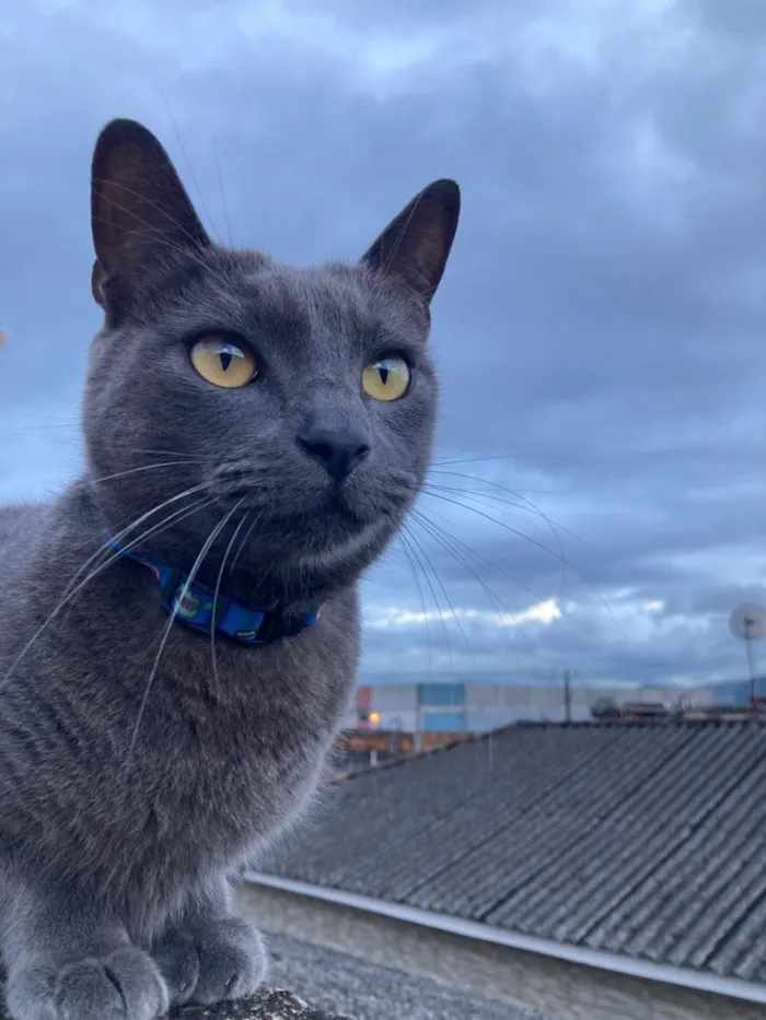Gato raça SRD-ViraLata idade 6 ou mais anos nome Max
