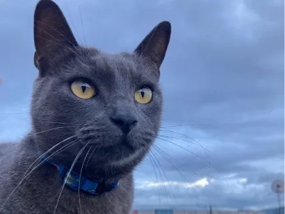 Gato raça SRD-ViraLata idade 6 ou mais anos nome Max