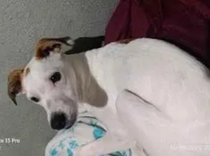 Cachorro raça SRD-ViraLata idade 2 anos nome Snoopy 