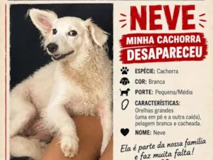 Cachorro raça SRD-ViraLata idade 6 ou mais anos nome Neve 