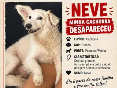 Cachorro raça SRD-ViraLata idade 6 ou mais anos nome Neve 