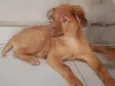 Trovão 