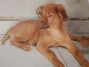 Cachorro raça SRD-ViraLata idade 2 a 6 meses nome Trovão 