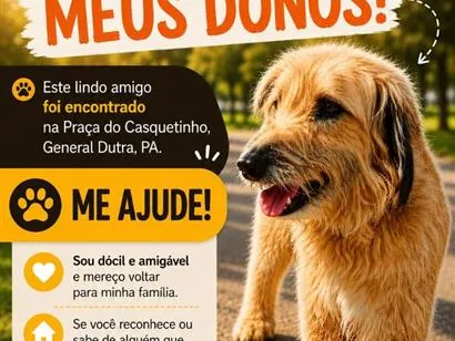 Cachorro raça SRD-ViraLata idade 6 ou mais anos nome Bob