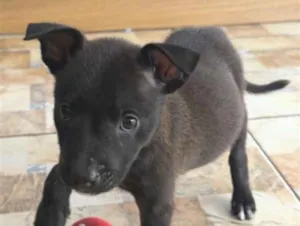 Cachorro raça SRD-ViraLata idade Abaixo de 2 meses nome Fred