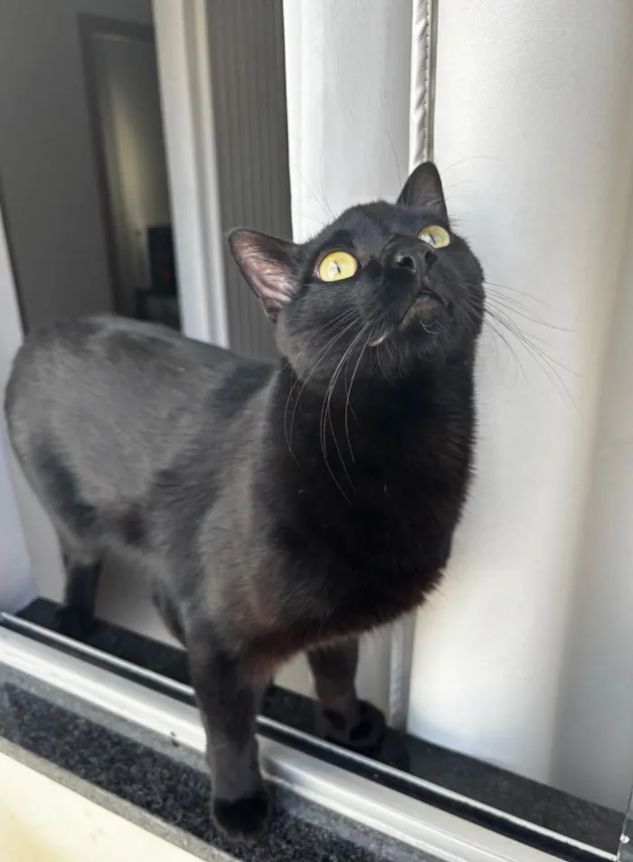 Gato raça SRD-ViraLata idade 2 anos nome Groot