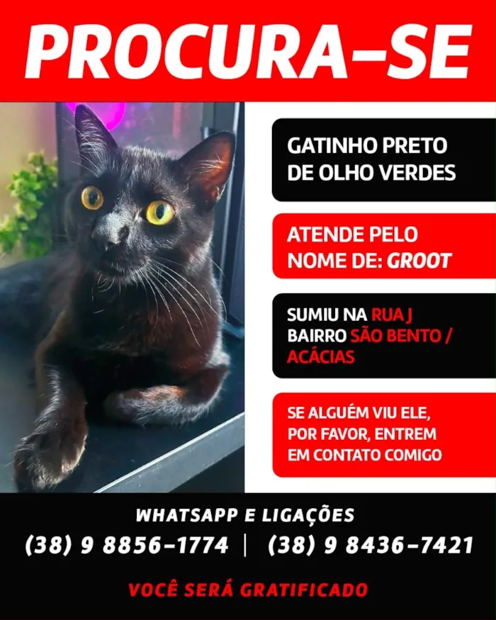 Gato raça SRD-ViraLata idade 2 anos nome Groot