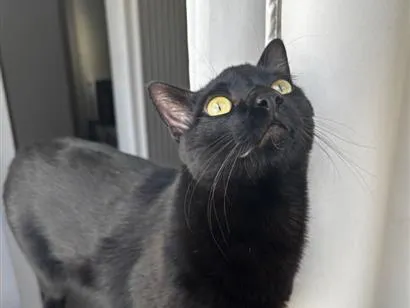 Gato raça SRD-ViraLata idade 2 anos nome Groot