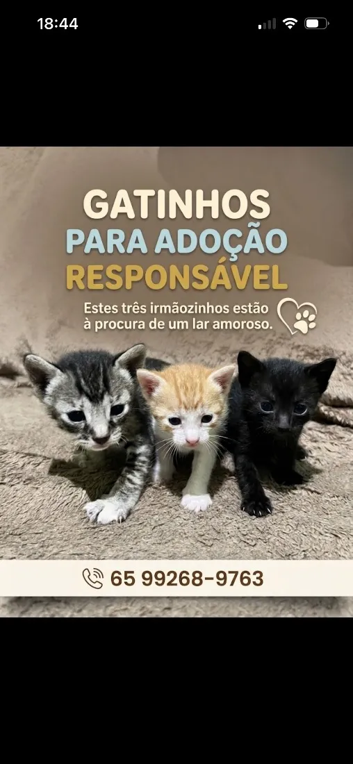 Gato raça SRD-ViraLata idade Abaixo de 2 meses nome A escolher 