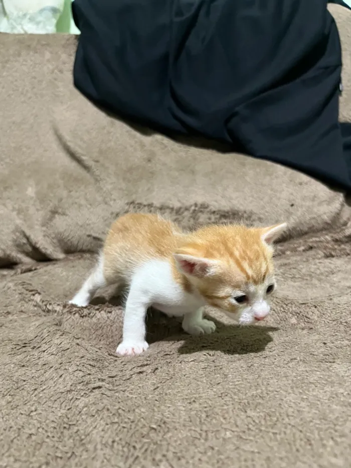 Gato raça SRD-ViraLata idade Abaixo de 2 meses nome A escolher 