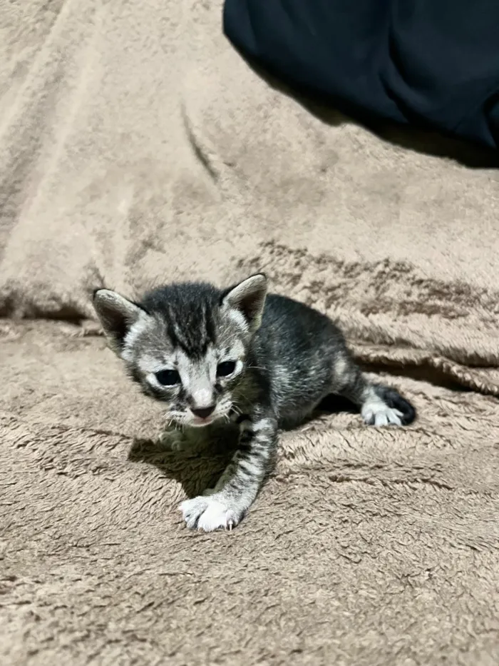 Gato raça SRD-ViraLata idade Abaixo de 2 meses nome A escolher 