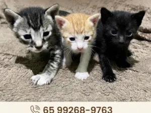 Gato raça SRD-ViraLata idade Abaixo de 2 meses nome A escolher 
