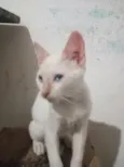 shaninho