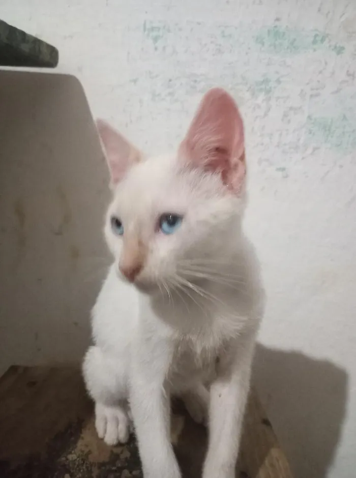 Gato raça SRD-ViraLata idade 2 a 6 meses nome shaninho