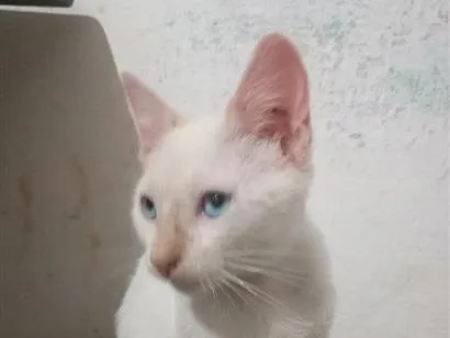 Gato raça SRD-ViraLata idade 2 a 6 meses nome shaninho