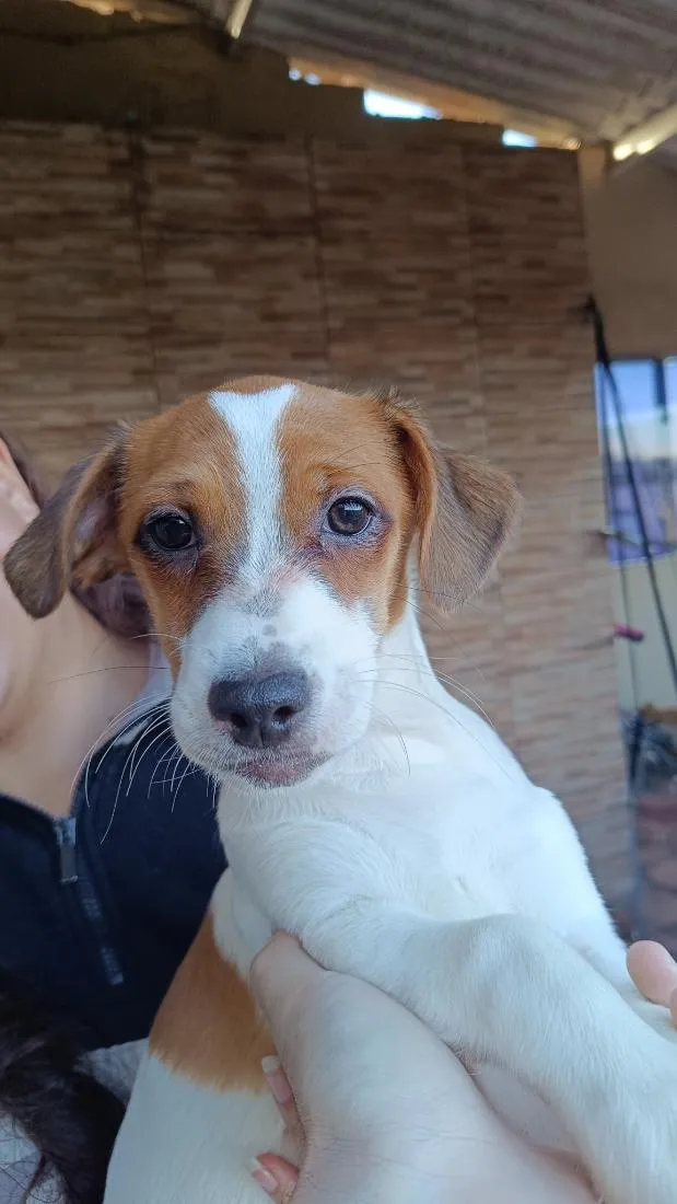 Cachorro raça SRD-ViraLata idade 2 a 6 meses nome Conan