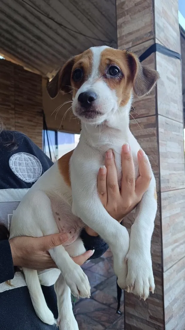 Cachorro raça SRD-ViraLata idade 2 a 6 meses nome Conan