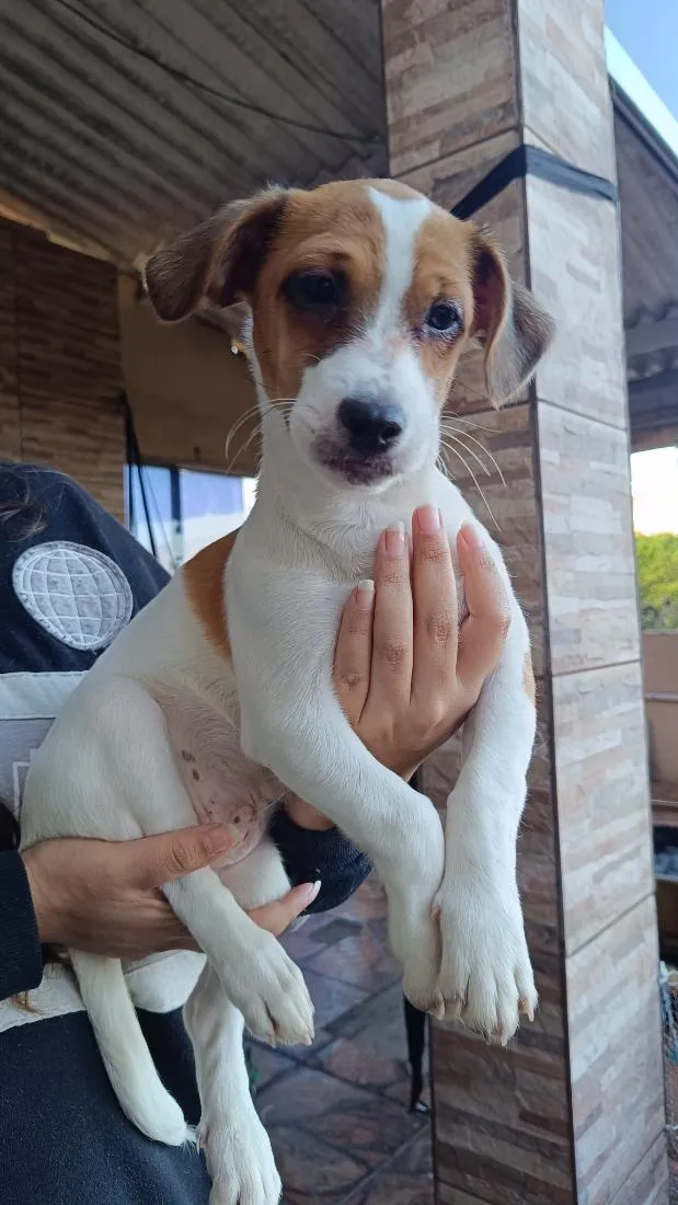 Cachorro raça SRD-ViraLata idade 2 a 6 meses nome Conan