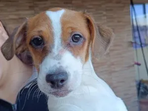 Cachorro raça SRD-ViraLata idade 2 a 6 meses nome Conan