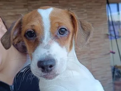 Cachorro raça SRD-ViraLata idade 2 a 6 meses nome Conan