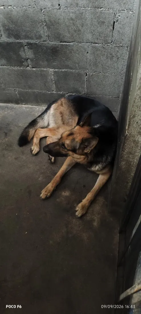 Cachorro raça Pastor Alemão idade 2 anos nome Lucky 