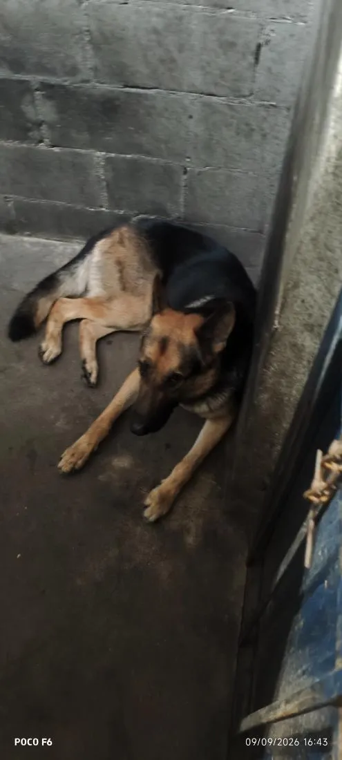 Cachorro raça Pastor Alemão idade 2 anos nome Lucky 