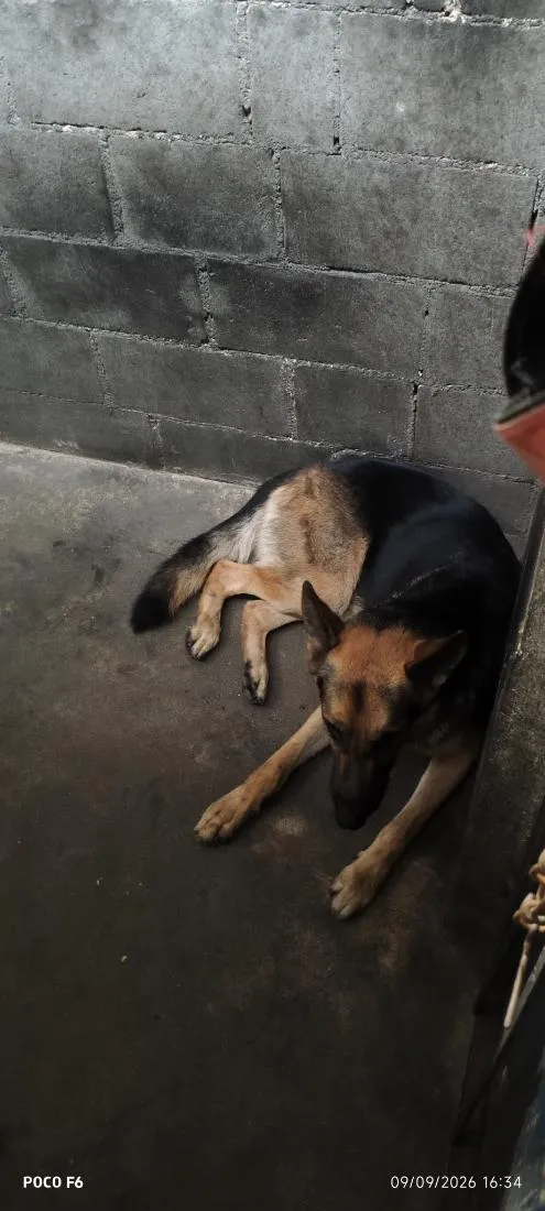 Cachorro raça Pastor Alemão idade 2 anos nome Lucky 