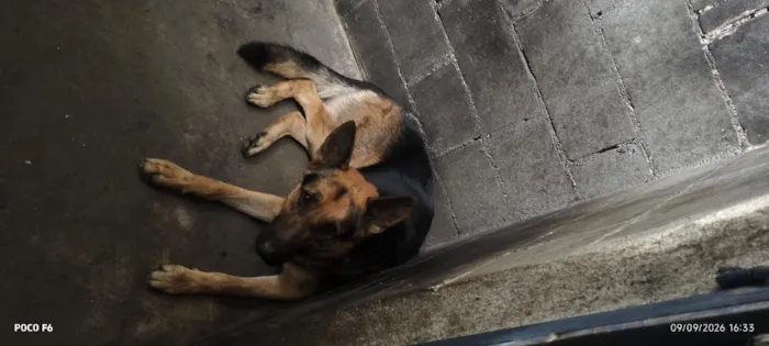 Cachorro raça Pastor Alemão idade 2 anos nome Lucky 