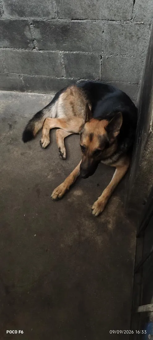 Cachorro raça Pastor Alemão idade 2 anos nome Lucky 