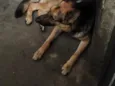 Lucky 