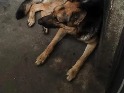 Cachorro raça Pastor Alemão idade 2 anos nome Lucky 