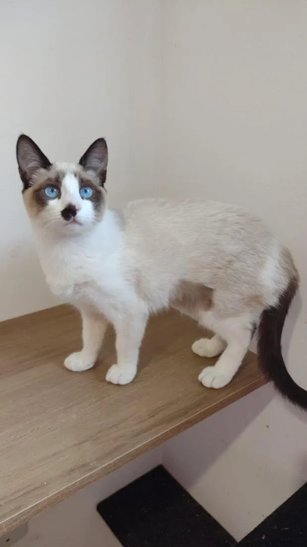 Gato raça SRD-ViraLata idade 2 a 6 meses nome Liz
