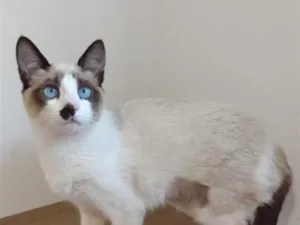 Gato raça SRD-ViraLata idade 2 a 6 meses nome Liz
