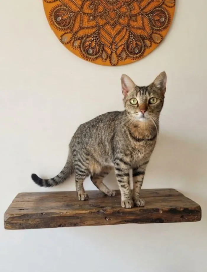 Gato raça SRD-ViraLata idade 1 ano nome Alice