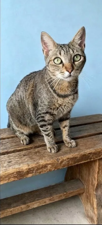 Gato raça SRD-ViraLata idade 1 ano nome Alice