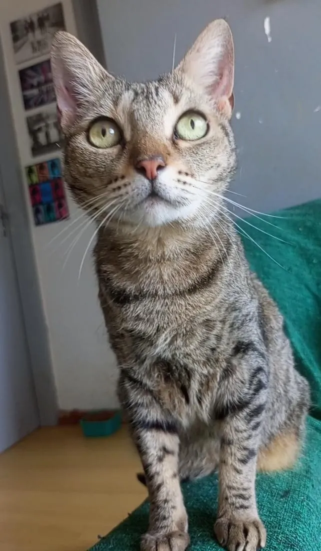 Gato raça SRD-ViraLata idade 1 ano nome Alice
