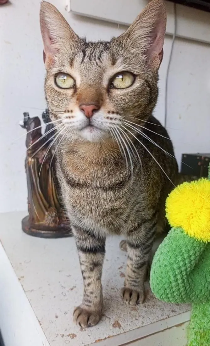 Gato raça SRD-ViraLata idade 1 ano nome Alice