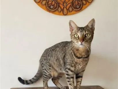 Gato raça SRD-ViraLata idade 1 ano nome Alice