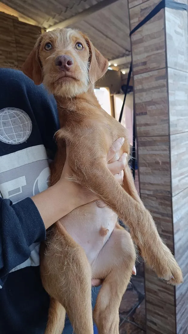 Cachorro raça SRD-ViraLata idade 2 a 6 meses nome Cairo