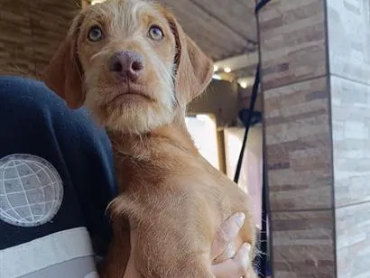 Cachorro raça SRD-ViraLata idade 2 a 6 meses nome Cairo