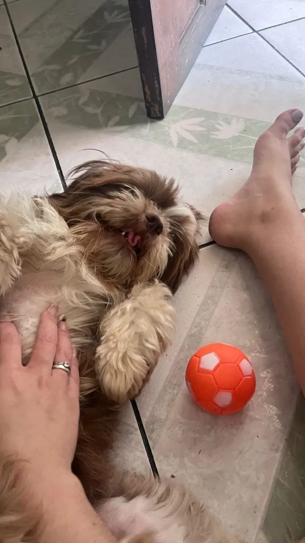 Cachorro raça Shitzu idade 2 anos nome Nick