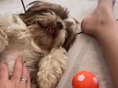 Cachorro raça Shitzu idade 2 anos nome Nick