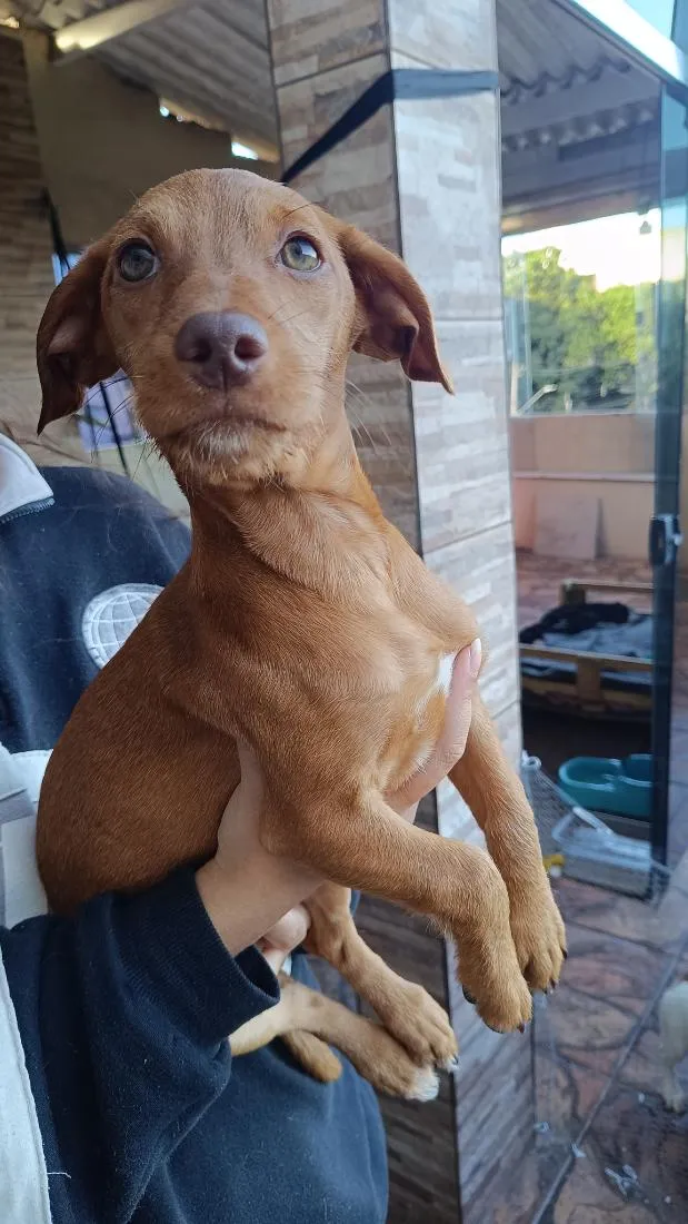 Cachorro raça SRD-ViraLata idade 2 a 6 meses nome Phoebe