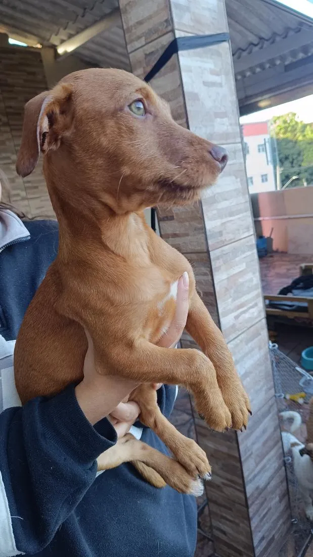 Cachorro raça SRD-ViraLata idade 2 a 6 meses nome Phoebe