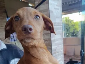 Cachorro raça SRD-ViraLata idade 2 a 6 meses nome Phoebe